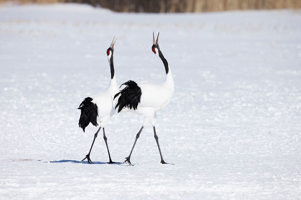 Japan-Hokkaido-Kushiro Two adult red-crowned cranes walk together while vocalizing